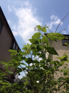 つりばな1